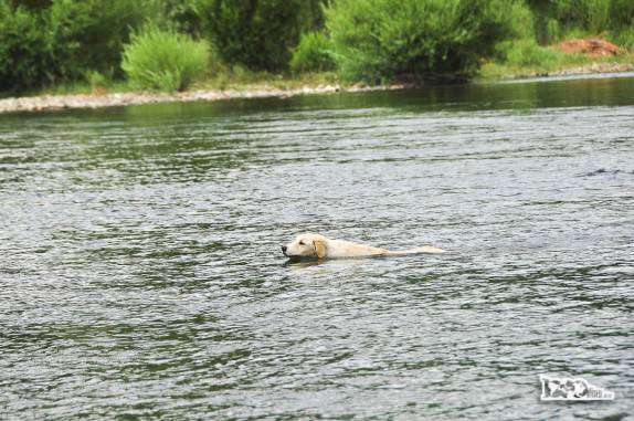 Cães são levados para se exercitar no rio Chimehuín pelos habitantes de Junín de Los Andes, no sul da Argentina